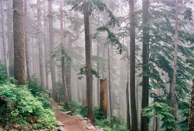 Are there good hiking spots near Seattle?